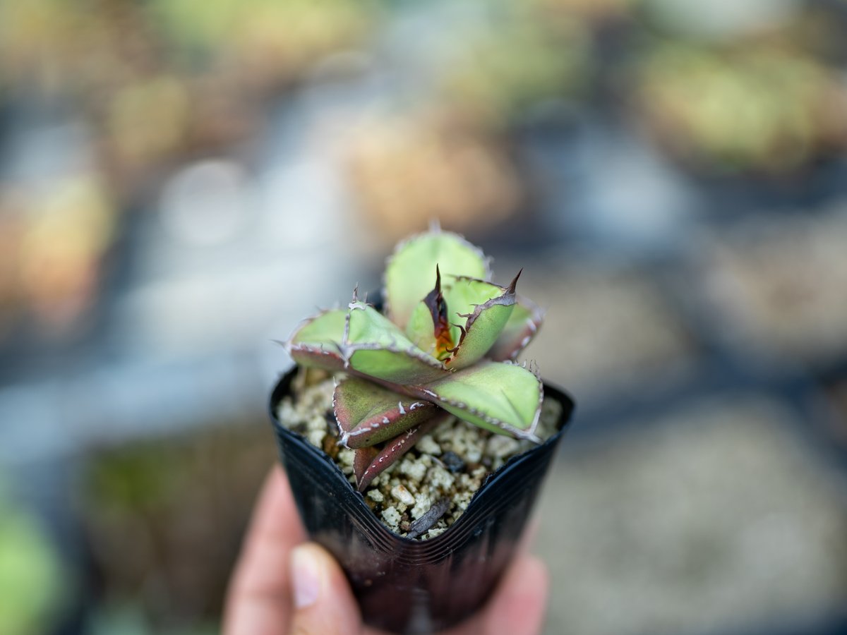 アガベ オテロイ 沖縄実生 | mana's farm:塊根植物・アガベ・ドライ