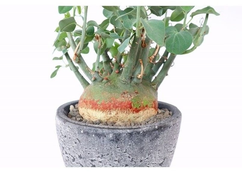 アデニア スピノーサ | mana's farm:塊根植物・アガベ・ドライガーデン