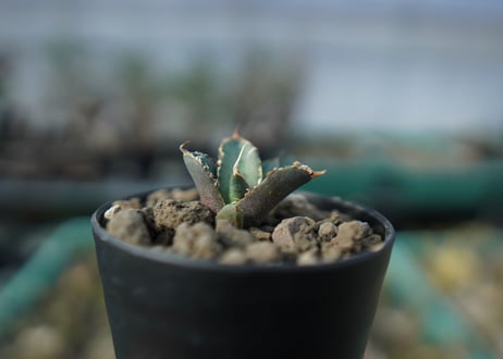 カキコアガベ　チタノタ　FO-76　agave titanota  FO-76　子株　A13