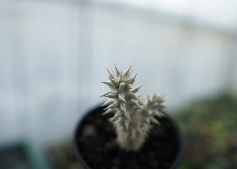 パキポディウム 伊藤ハイブリッド Pachypodium 'Itoh Hybrid' No.
