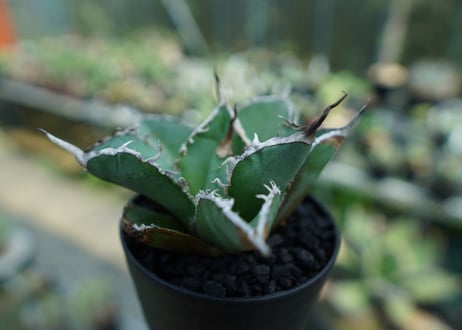 アガベ　チタノタ　白鯨　Agave titanota White whale