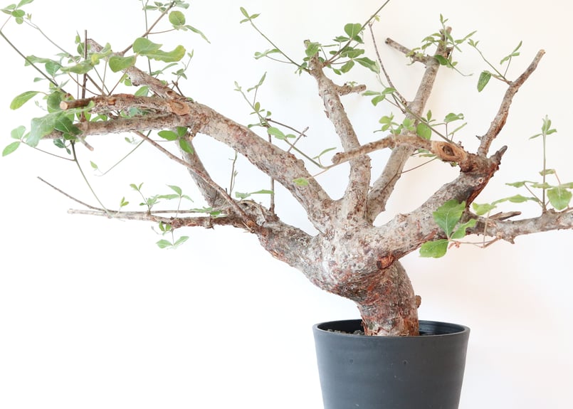 コミフォラ オルビクラリス | mana's farm:塊根植物・アガベ