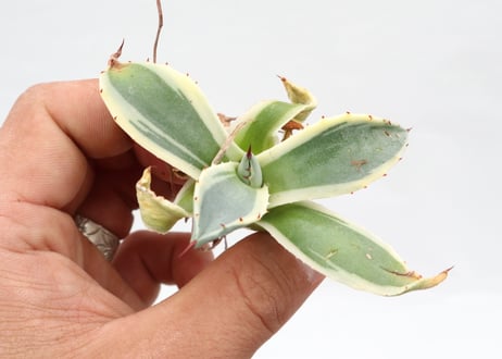 Agave applanata Cream Spike  pup