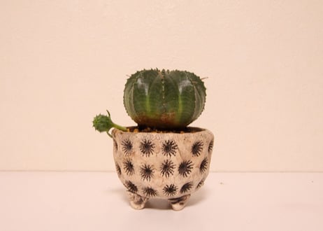 ユーフォルビア　バリダ　Euphorbia valida