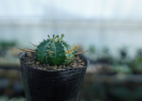 ユーフォルビア　バリダ　Euphorbia valida　No.1