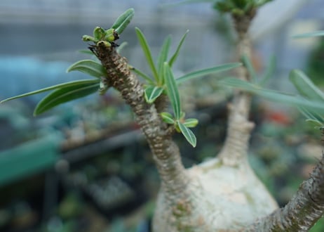 パキポディウム　グラキリス　 Pachypodium Gracilius  No.4