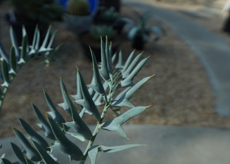 エンセファラルトス ホリダス Encephalartos horridus | mana's