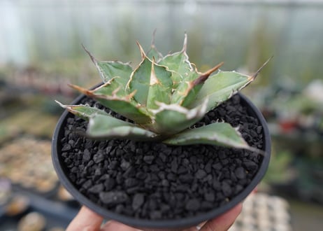 agave titanota 獅子光　Lion light　No.2