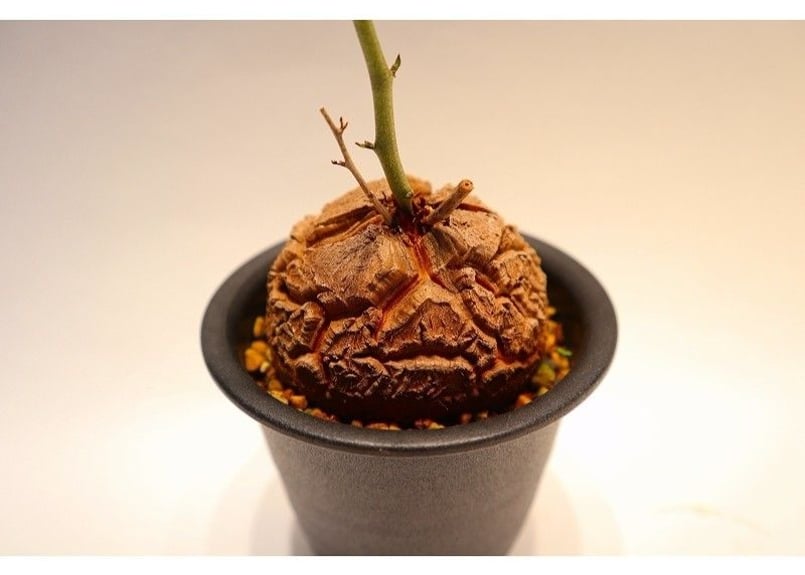 亀甲竜7 | mana's farm:塊根植物・アガベ・ドライガーデン植物販売