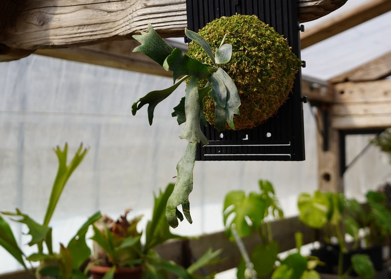 ビカクシダ ウィリンキー ロビン P. willinckii 'Robin' (TC) |