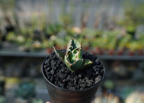 アガベ　チタノタ　MI03　agave titanota MI03  No.2