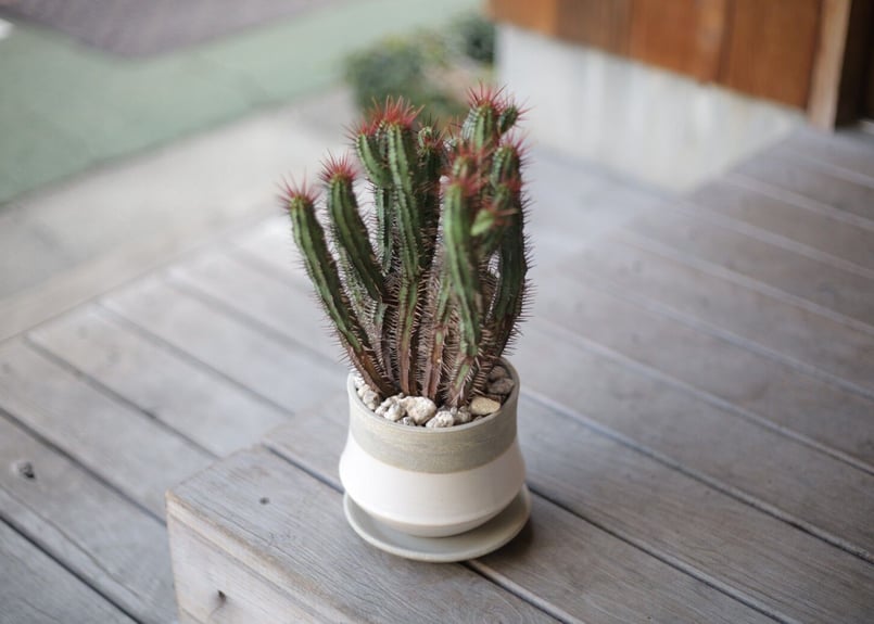 ユーフォルビア エノプラ ユーフォルビア：エノプラ 4号鉢植え の通販 | 園芸ネット