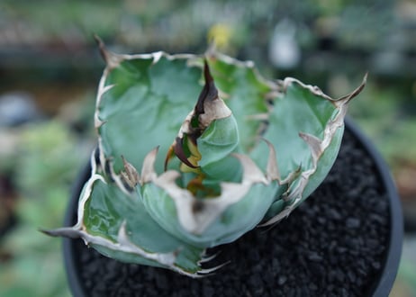 アガベ　チタノタ　 ブラックアンドブルー 　Agave titanota black and blue　No.1