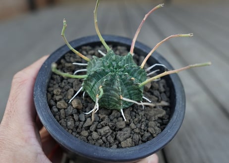 ユーフォルビア　バリダ　Euphorbia valida　NO.2
