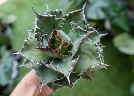 Agave titanota Solar eclipse 夕映嚴龍  NO.2