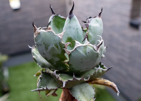 Agave B&B  №3
