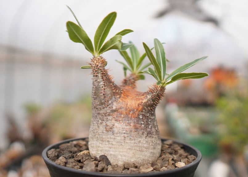 パキポディウム グラキリス A NO.2 | mana's farm:塊根植物・アガベ