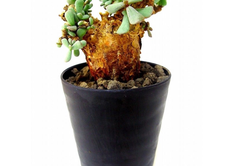 Ceraria pygmaea ケラリア・ピグマエア №7 | mana's farm:塊根