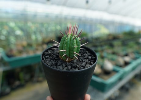 ユーフォルビア　フェロックス　Euphorbia ferox  No.2