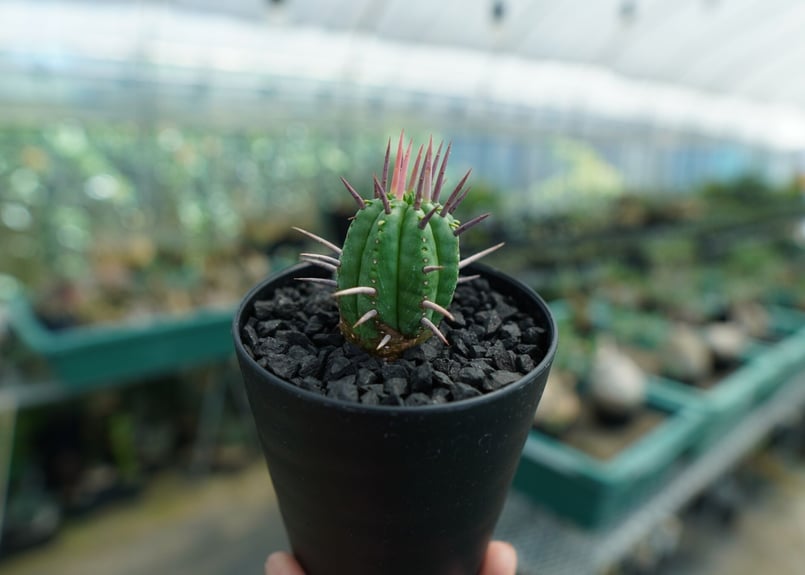 ユーフォルビア フェロックス Euphorbia ferox No.2 | mana's f