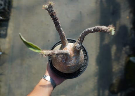パキポディウム　グラキリス　 Pachypodium Gracilius  No.5