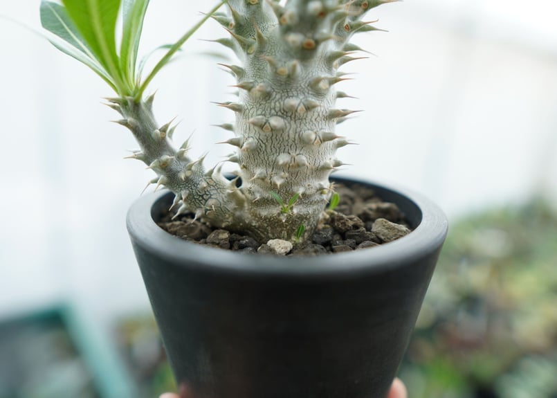 パキポディウム ホロンベンセ Pachypodium horombense No.11 |