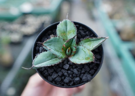 アガベ　チタノタ　 ブラックアンドブルー 　Agave titanota black and blue　No.6