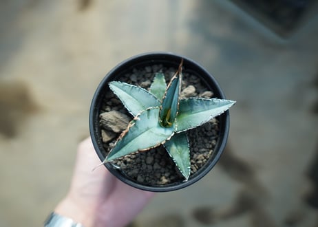 アガベ　オテロイ　agave oteroi　No.1
