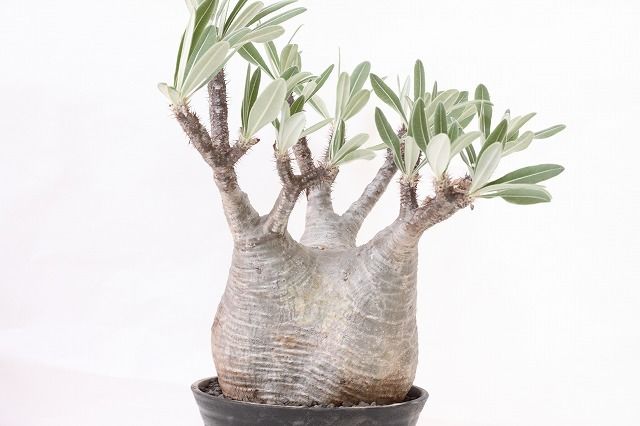 Pachypodium Gracilius パキポディウム グラキリス №3 標本株 特選