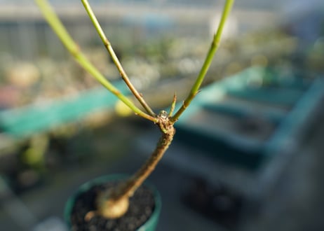 フィカス パルメリー Ficus palmeri  No.2