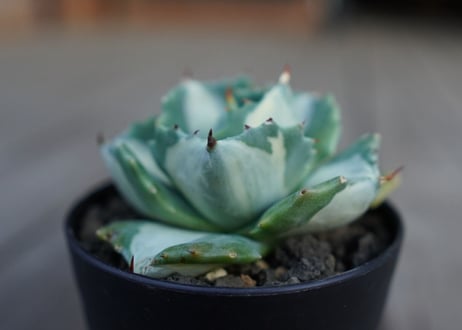 アガベ　王妃雷神錦　白中斑　Agave　“Ohi Raijin Nishiki Shironakahu”