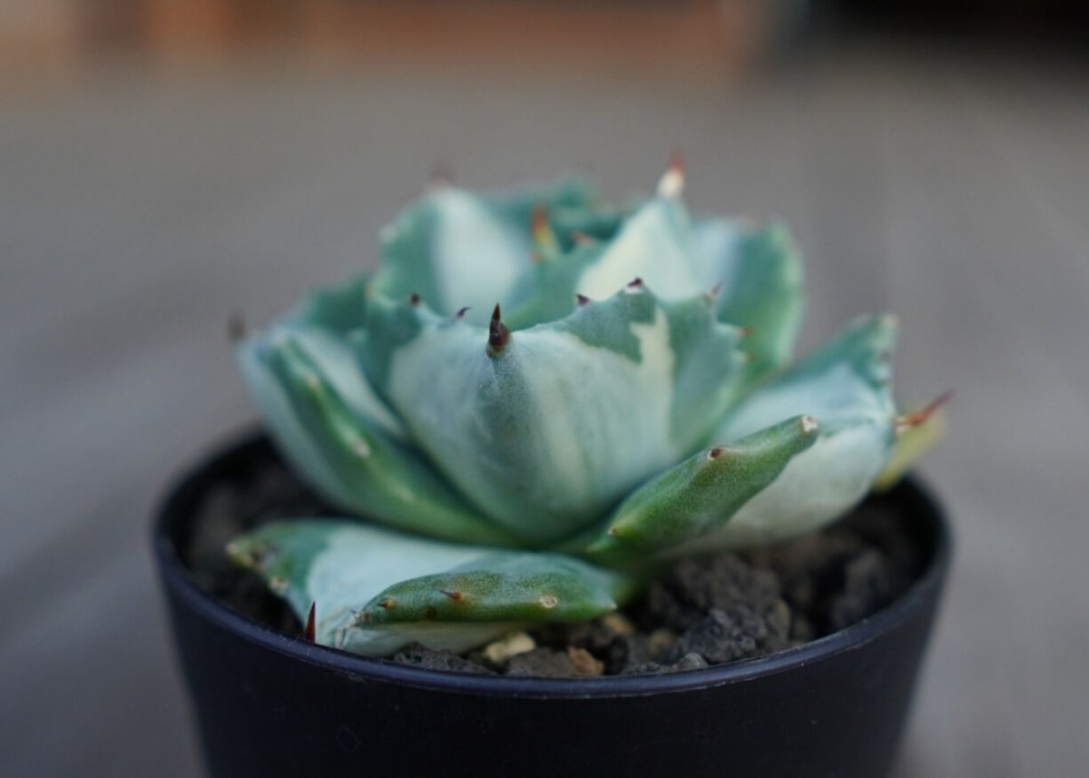 アガベ 王妃雷神錦 白中斑 Agave “Ohi Raijin Nishiki Shirona