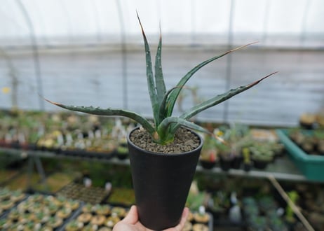 アガベ　ユタエンシス　Agave uthaensis