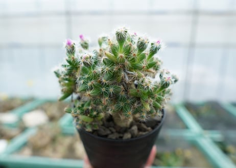 トリコディアデマ　デンサム　Trichodiadema densum