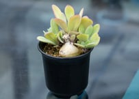 ボスウェリア ソコトラナxナナ 沖縄実生 | mana's green:塊根 ボスウェリア ソコトラナxナナ 沖縄実生 | mana's green:塊根