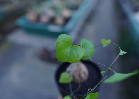 亀甲竜　Dioscorea elephantipes　No.2