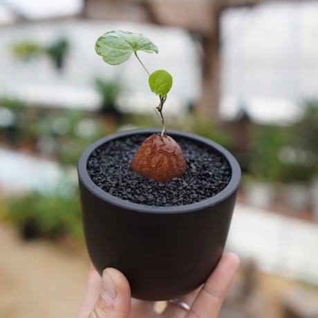 dioscorea | STORES