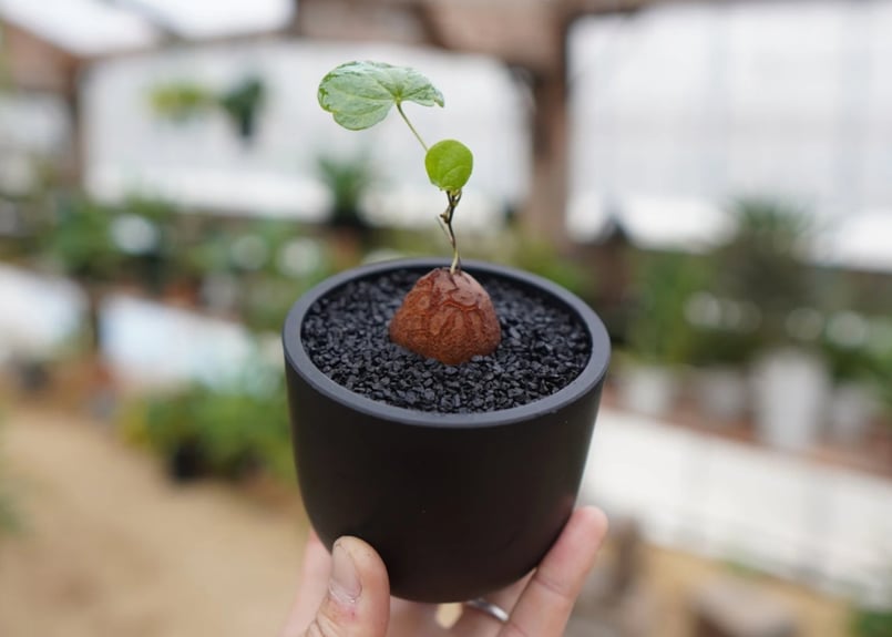 亀甲竜 ①③⑤⑧⑨ おまけ5つ付 アフリカ亀甲竜｜園芸日記by青い稲妻