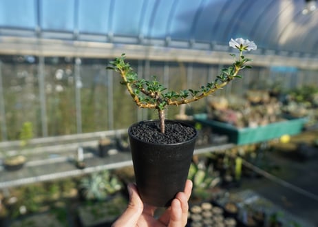 サルコカウロン バンデリエティアエ　Sarcocaulon vanderietiae