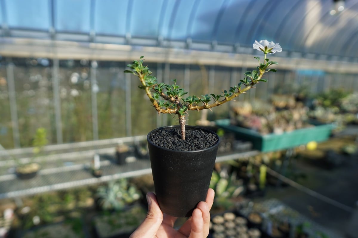 サルコカウロン バンデリエティアエ Sarcocaulon vanderietiae | ma