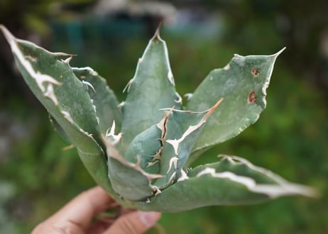 Agave titanota 白鯨 E NO.1