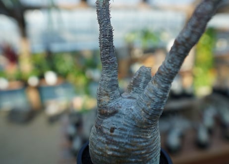 【未発根】パキポディウム　グラキリス　 Pachypodium Gracilius  No.10