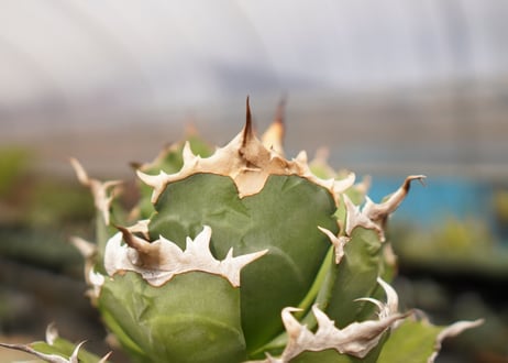 Agave titanota ”FO-76"