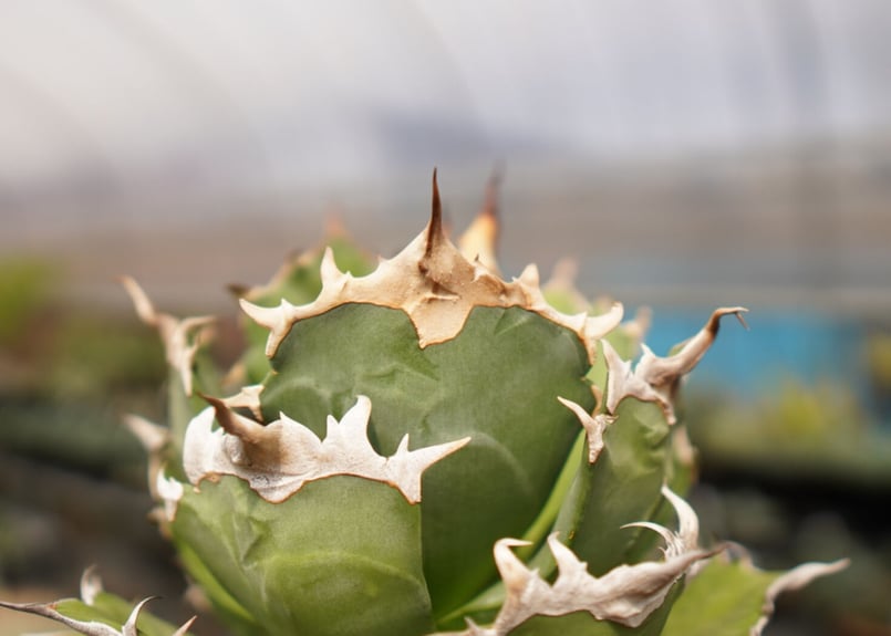 AGAVE titanota FO-76 ボール型 agave titanota FO-76 特選株（子株販売） – DELTA PLANTS