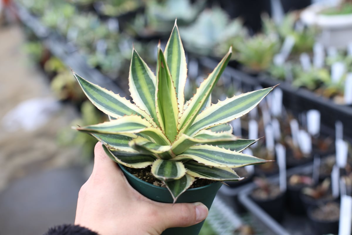 アガベ 五色万代　超レア株 アガベ 五色万代 | mana's farm:塊根植物・アガベ・ドライガーデン植物
