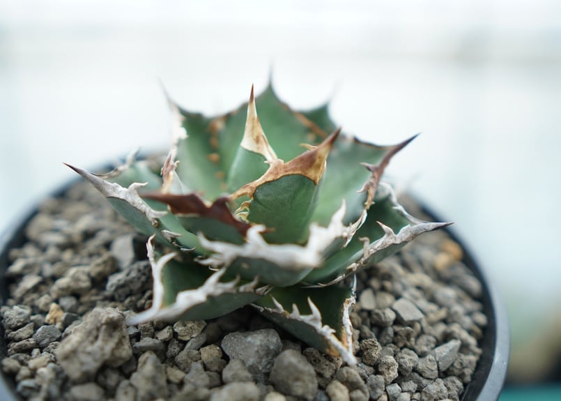 アガベ チタノタ FO-76 Agave titanota FO-76 No.2 | man
