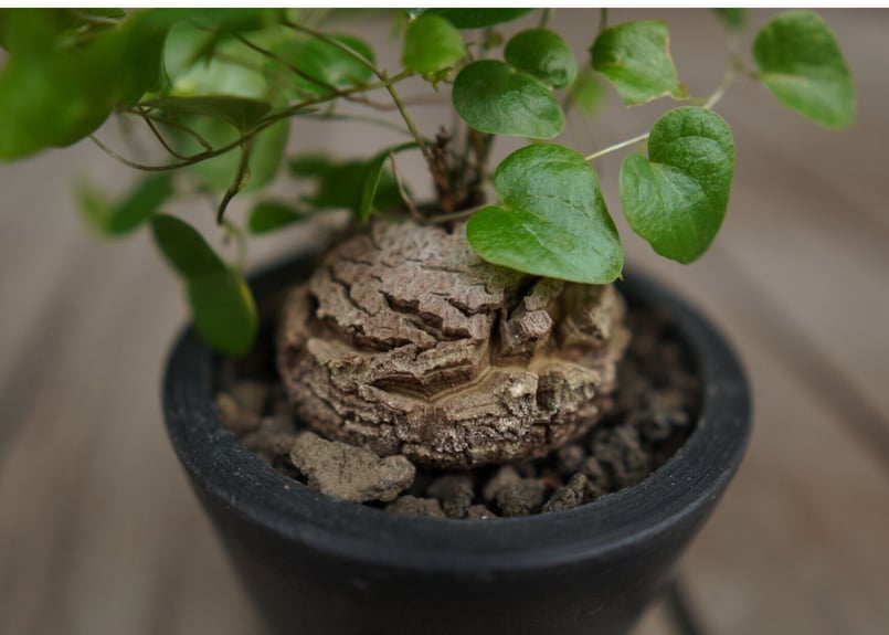 亀甲竜 モンタナ Dioscorea elephantipes var. montana |