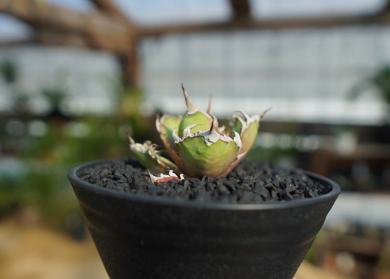 アガベ チタノタ シーザー | mana's farm:塊根植物・アガベ・ドライ