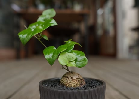 亀甲竜　”塊根植物スターターセット”　NO.3