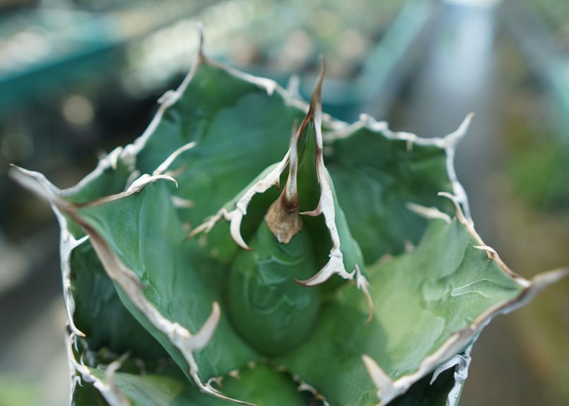 アガベ チタノタ スーパー白鯨 ☆サボテン・多肉植物☆826☆アガベ